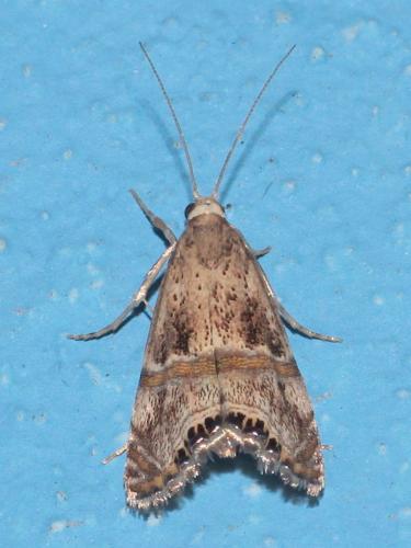 Euchromius sp.